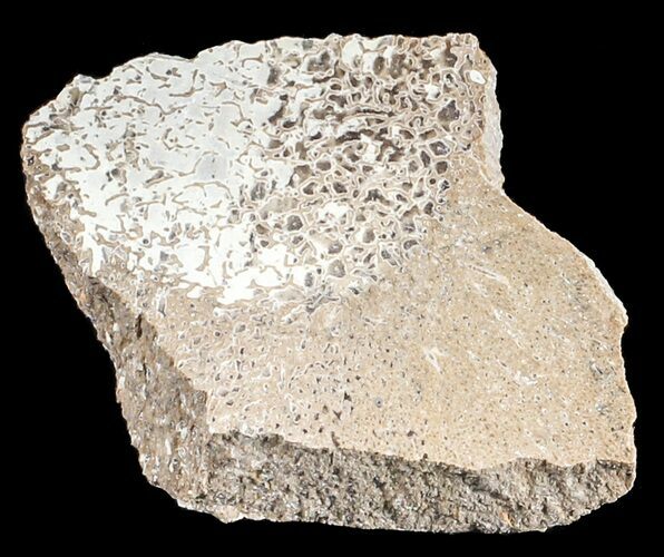 Polished Pliosaur (Liopleurodon) Bone - England #53469
